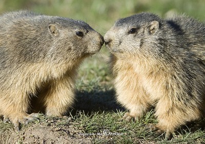 Marmotte kiss