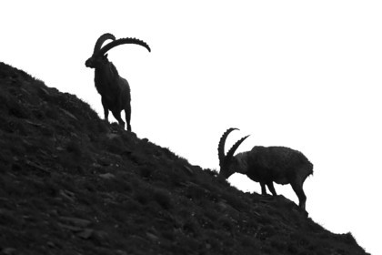 Silhouette de bouquetins© Duncan MacArthur