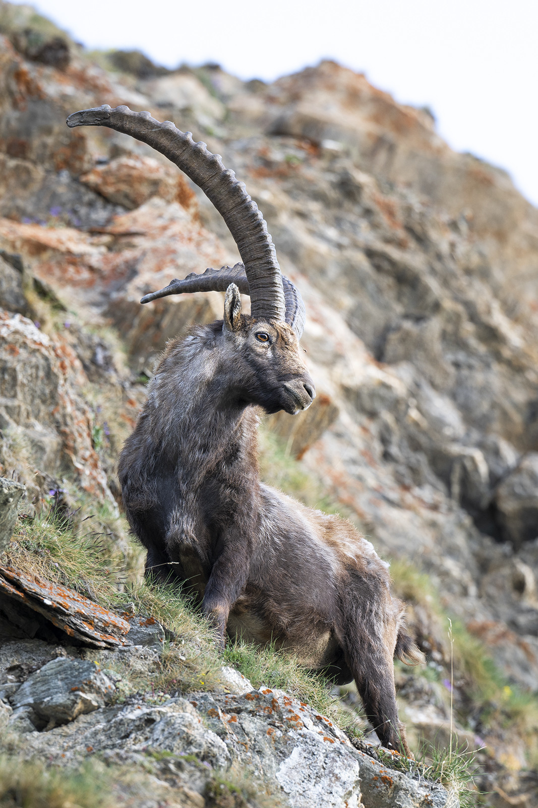 Le bouquetin© Duncan MacArthur