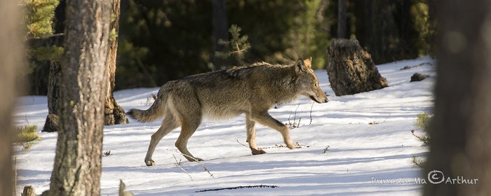 Le loup dans le Queyras© Duncan MacArthur