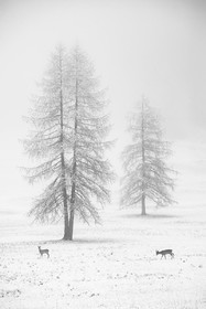 Couple de chevreuils sous la neige de printemps