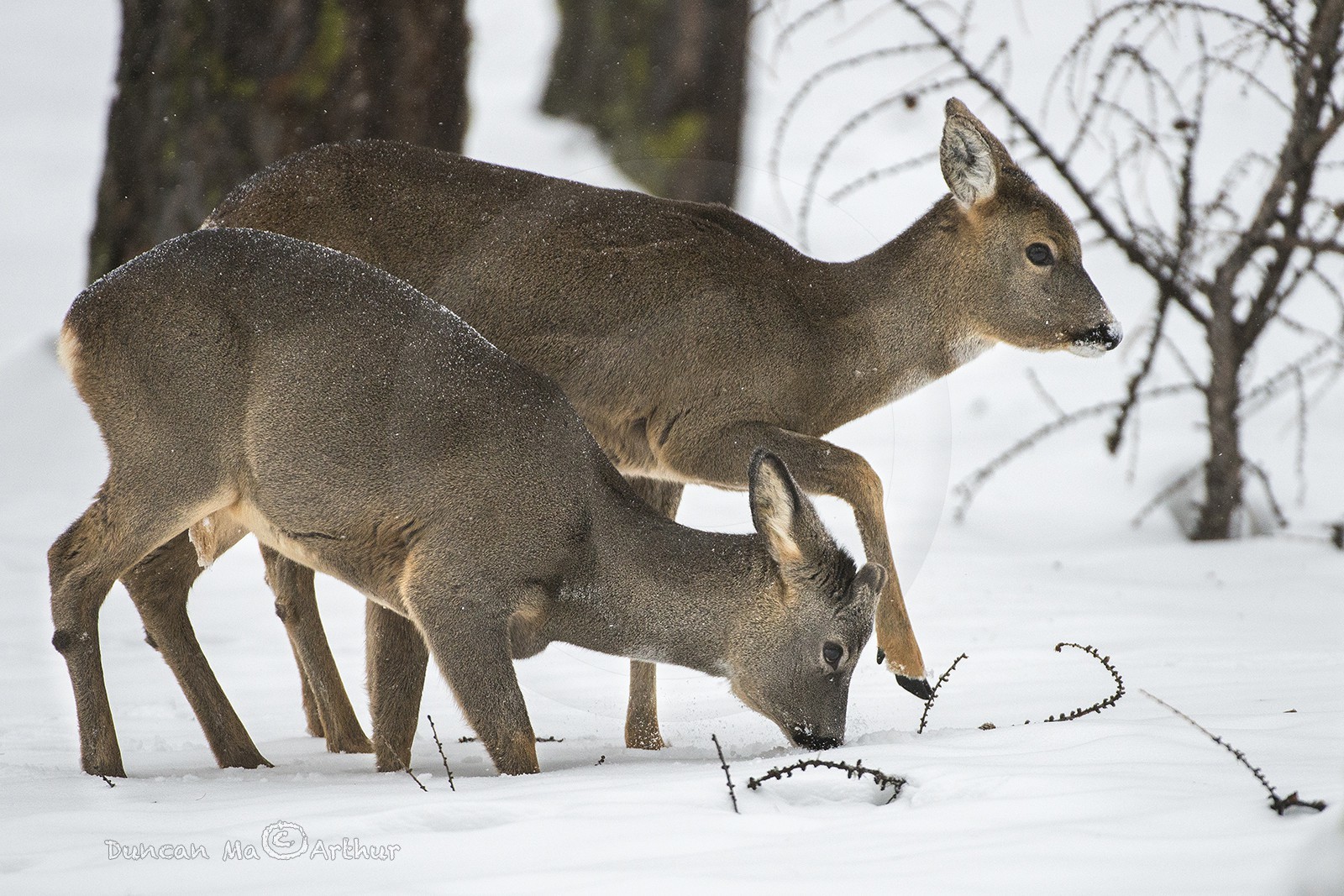 Chevreuils.Mère et petit cherchent un repas d'hiver© Duncan MacArthur