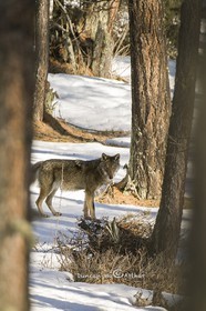 Le loup dans le Queyras© Duncan MacArthur