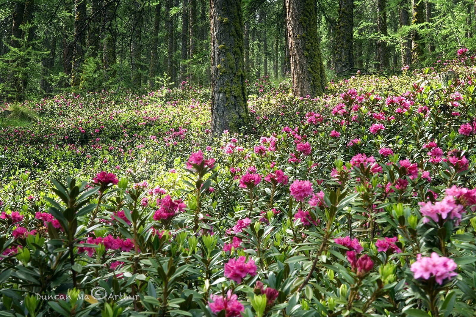 Rhododendrons sous la forêt de mélèzes© Duncan MacArthur