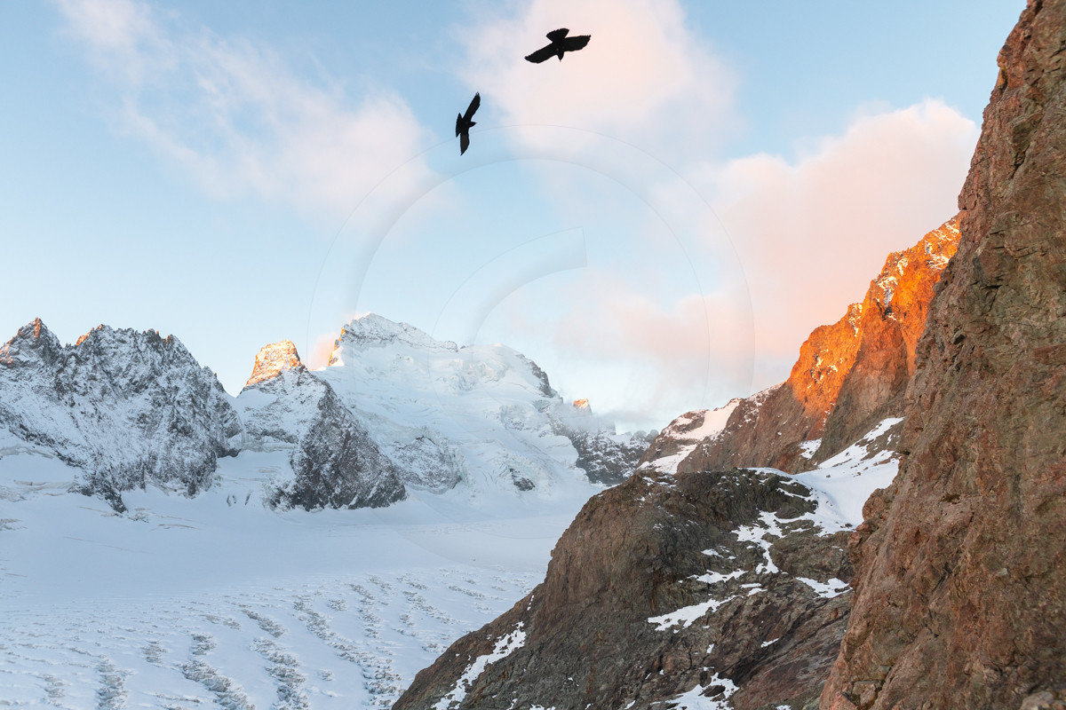 Chocard à bec jaune et la Barre des Ecrins©Pierre Barrot