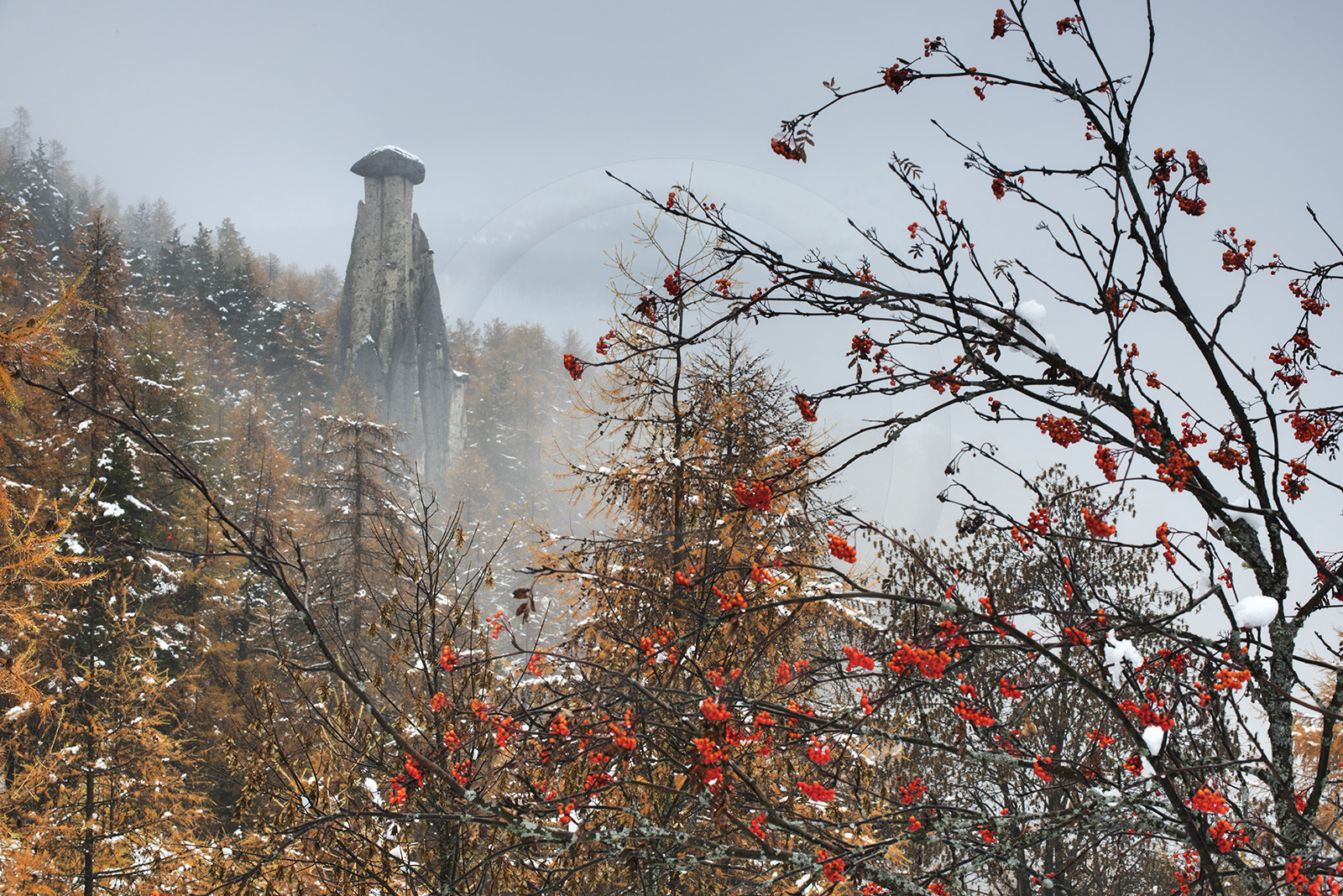 La demoiselle coiffée dans le brouillard© Duncan MacArthur