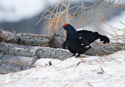 Black grouse
