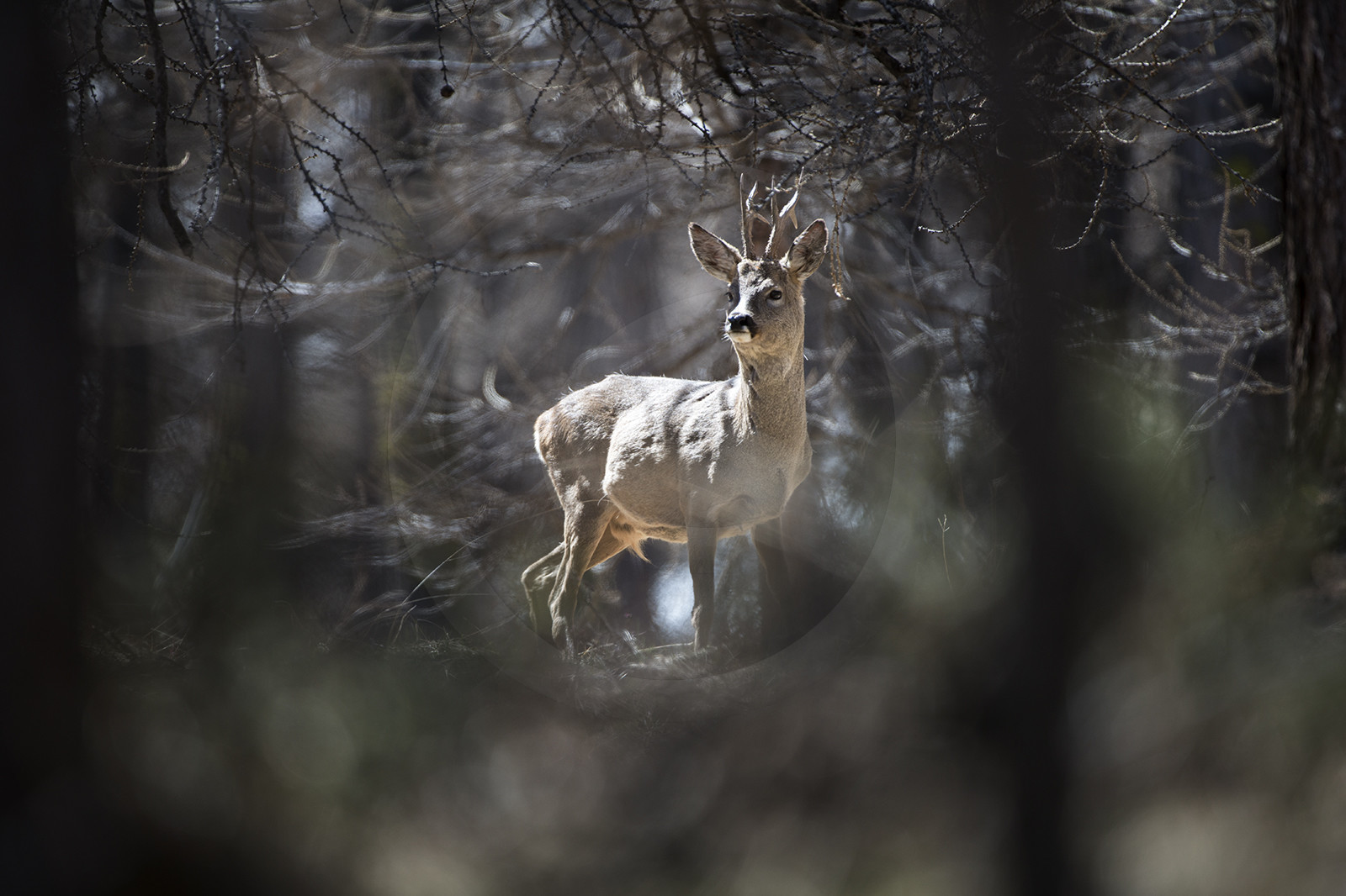le chevreuil au mois de mai© Duncan MacArthur
