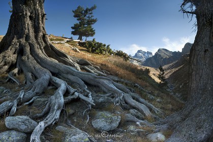 Racines d'un vieux pin cembro et le mont Viso© Duncan MacArthur