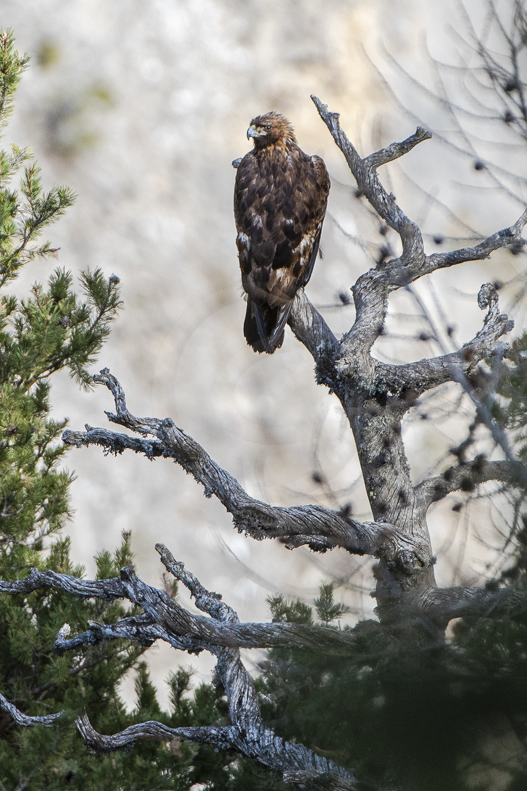 L'aigle royal© Duncan MacArthur