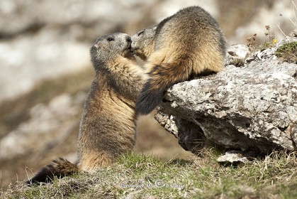 Big marmotte kiss