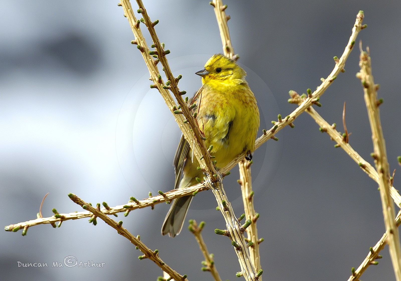 Le bruant jaune© Duncan MacArthur