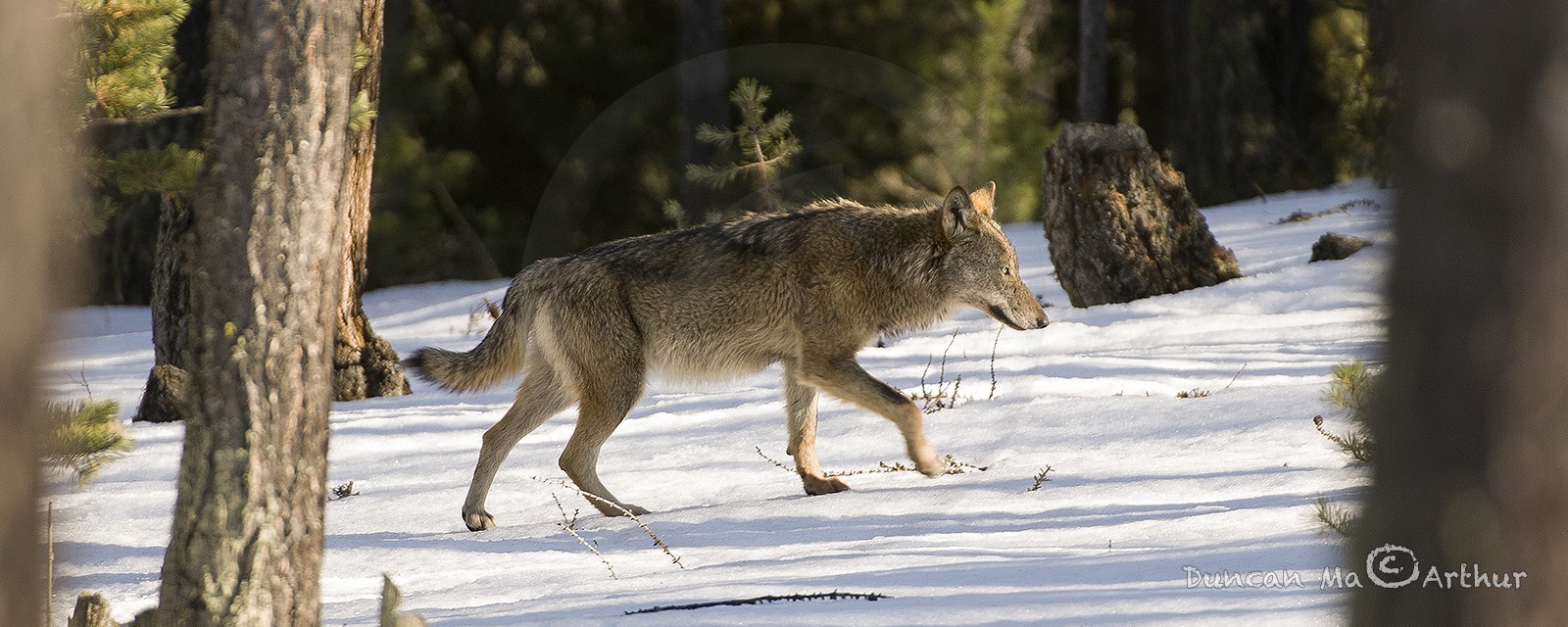 Le loup dans le Queyras© Duncan MacArthur