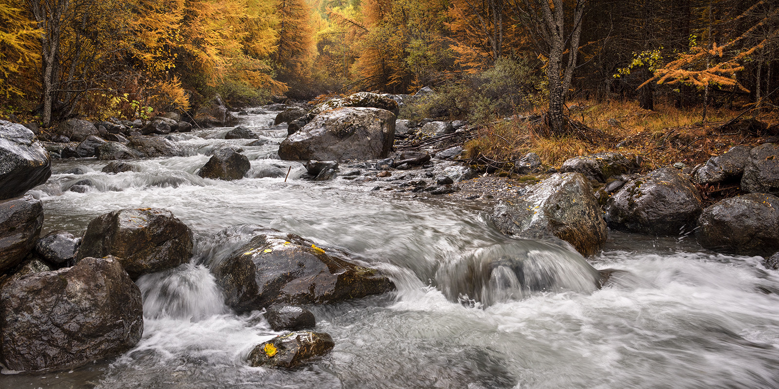 Automne à l'aigle Blanche© Duncan MacArthur