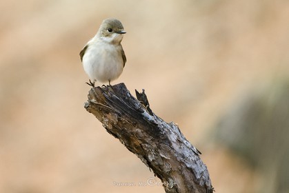 Le gobe mouche (femelle)© Duncan MacArthur