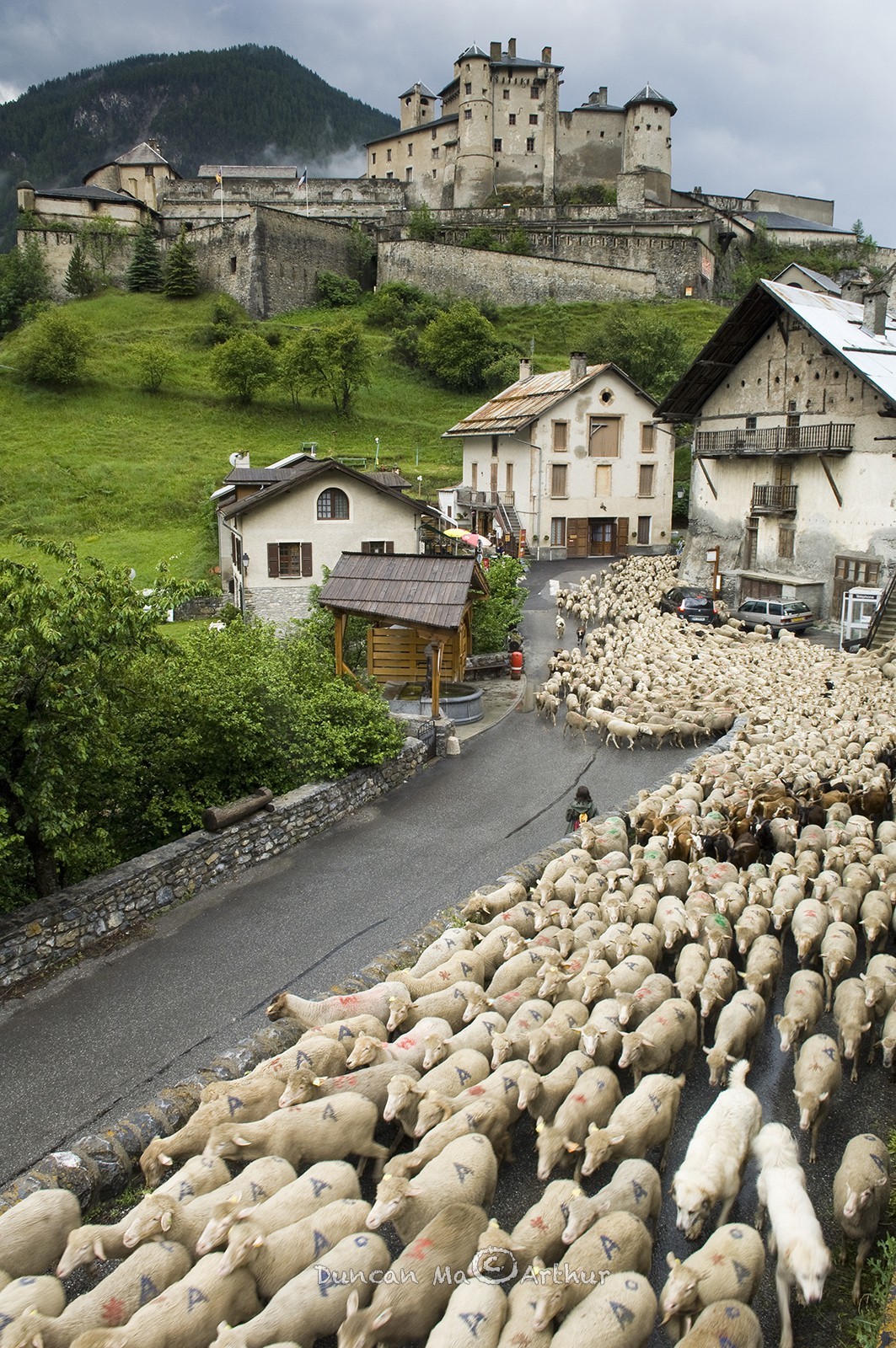 Transhumance at Chateau Queyras