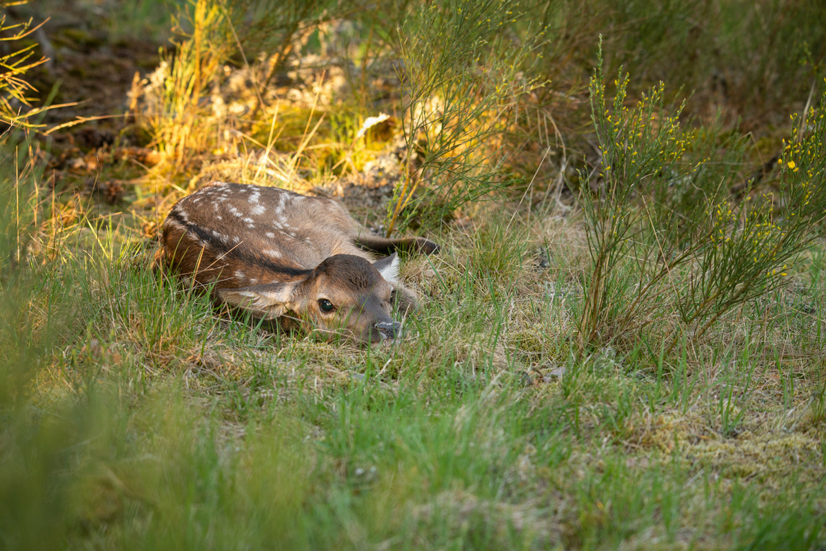 Faon de Cerf ©Pierre Barrot