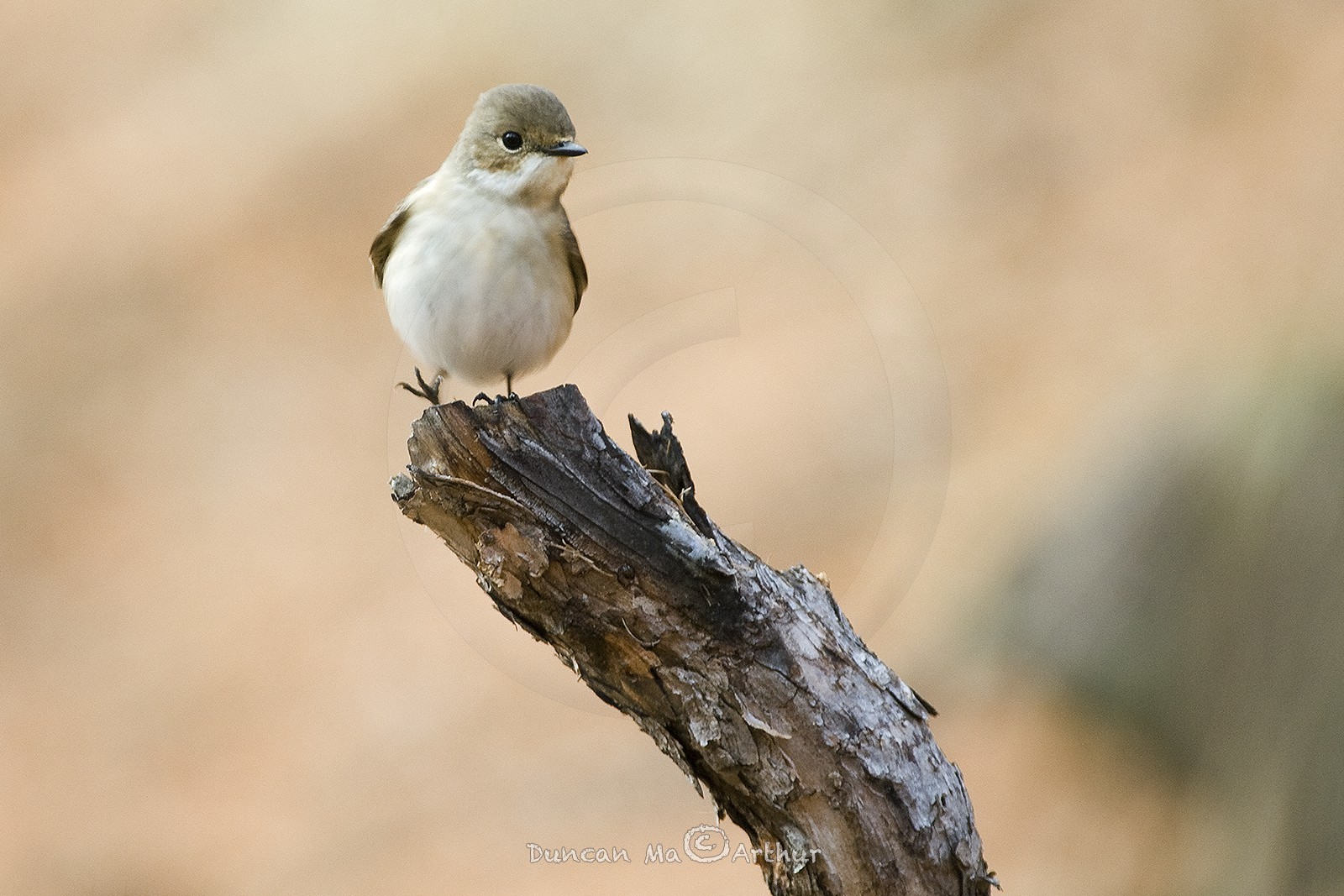 Le gobe mouche (femelle)© Duncan MacArthur