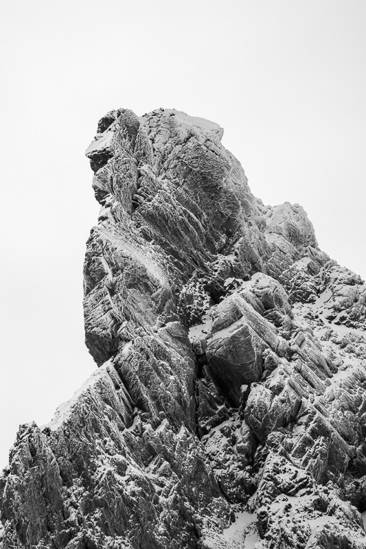 Portrait de la tête des Toilies ©Pierre Barrot