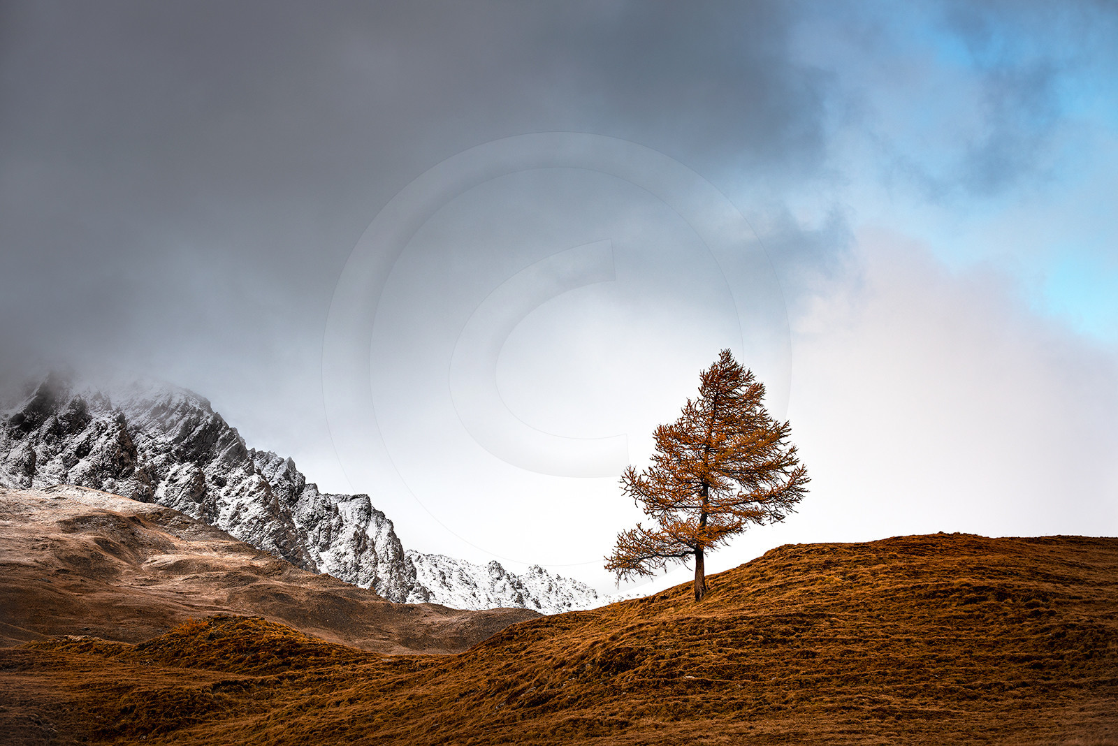 Le solitaire (mélèze)© Duncan MacArthur