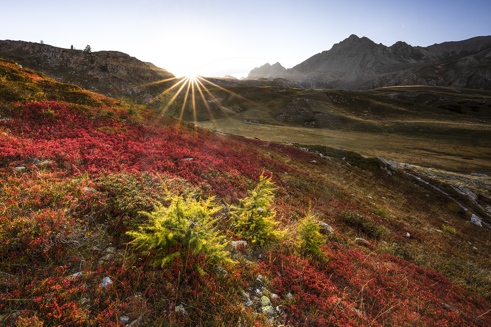 Les myrtilliers© Duncan MacArthur