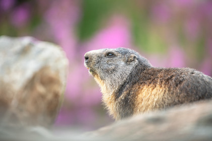Rose marmotte©Pierre Barrot