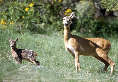 RoedeerWith his little spots