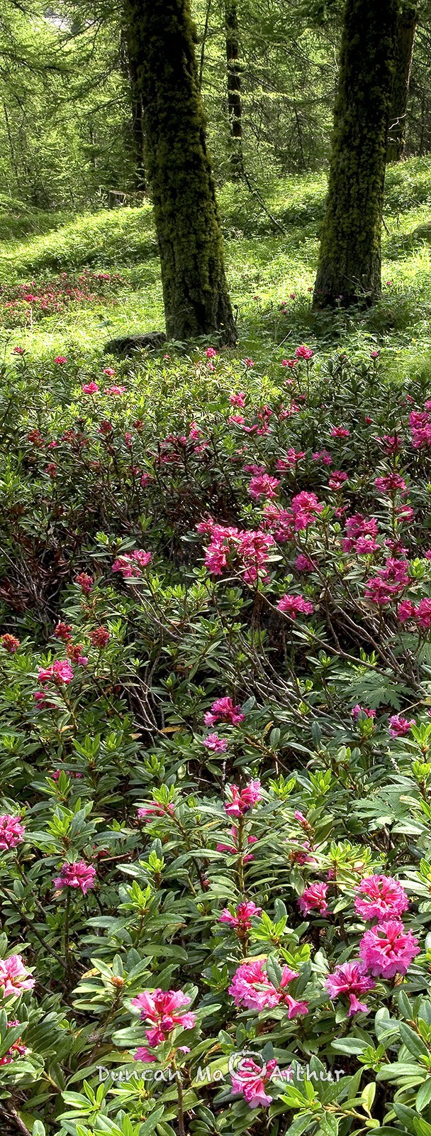 Rhododendrons sous les mélèzes© Duncan MacArthur