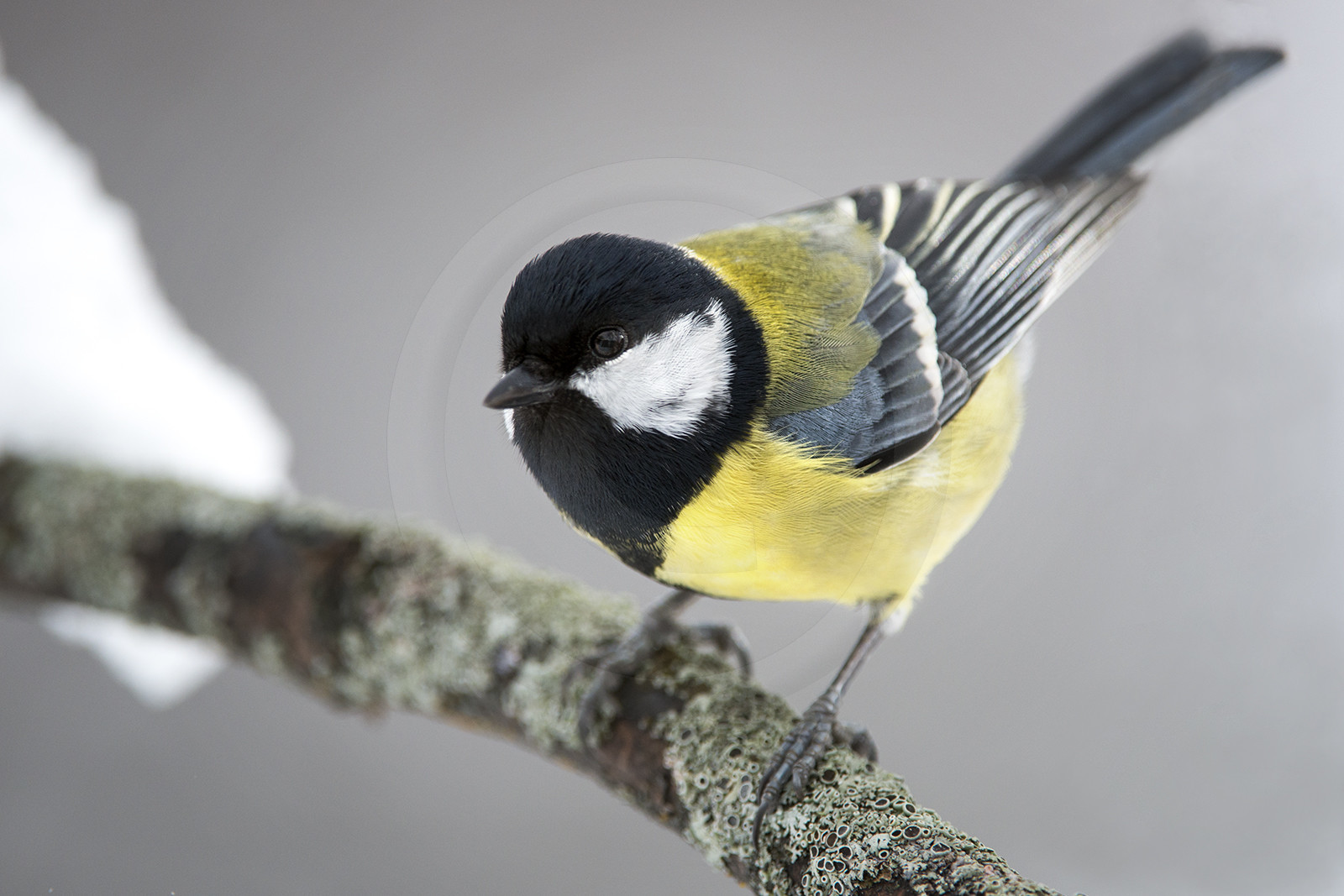 Great tit