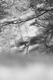 La chevrette, si curieuse© Duncan MacArthur