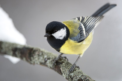 Great tit