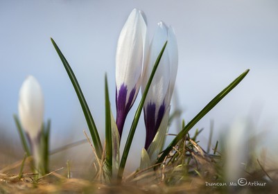 Crocus du printemps© Duncan MacArthur