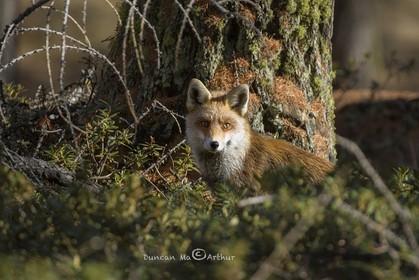 Le renard© Duncan MacArthur