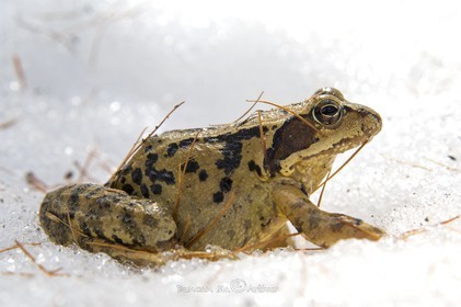 Frog in the snow