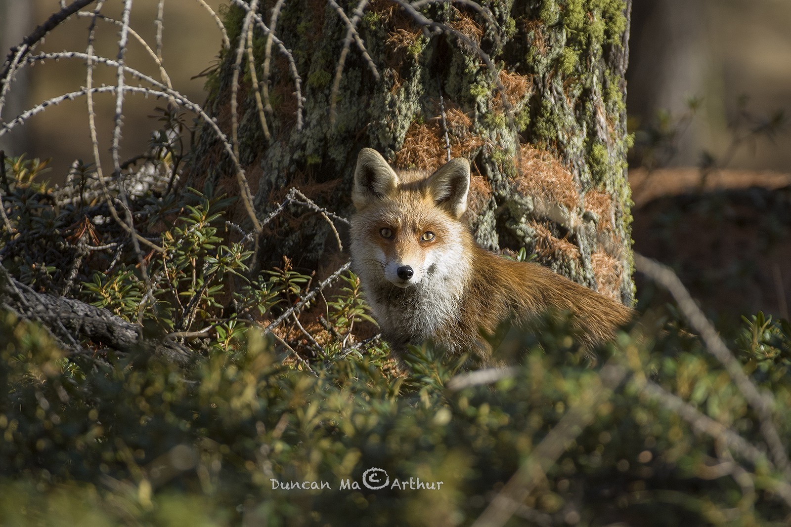 Le renard© Duncan MacArthur