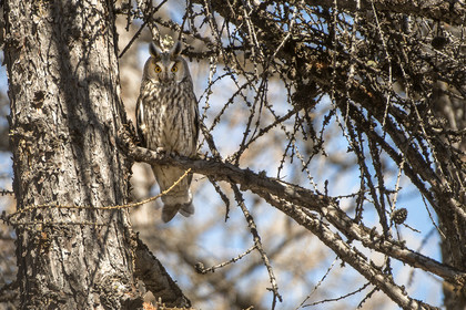 Le hibou moyen duc© Duncan MacArthur