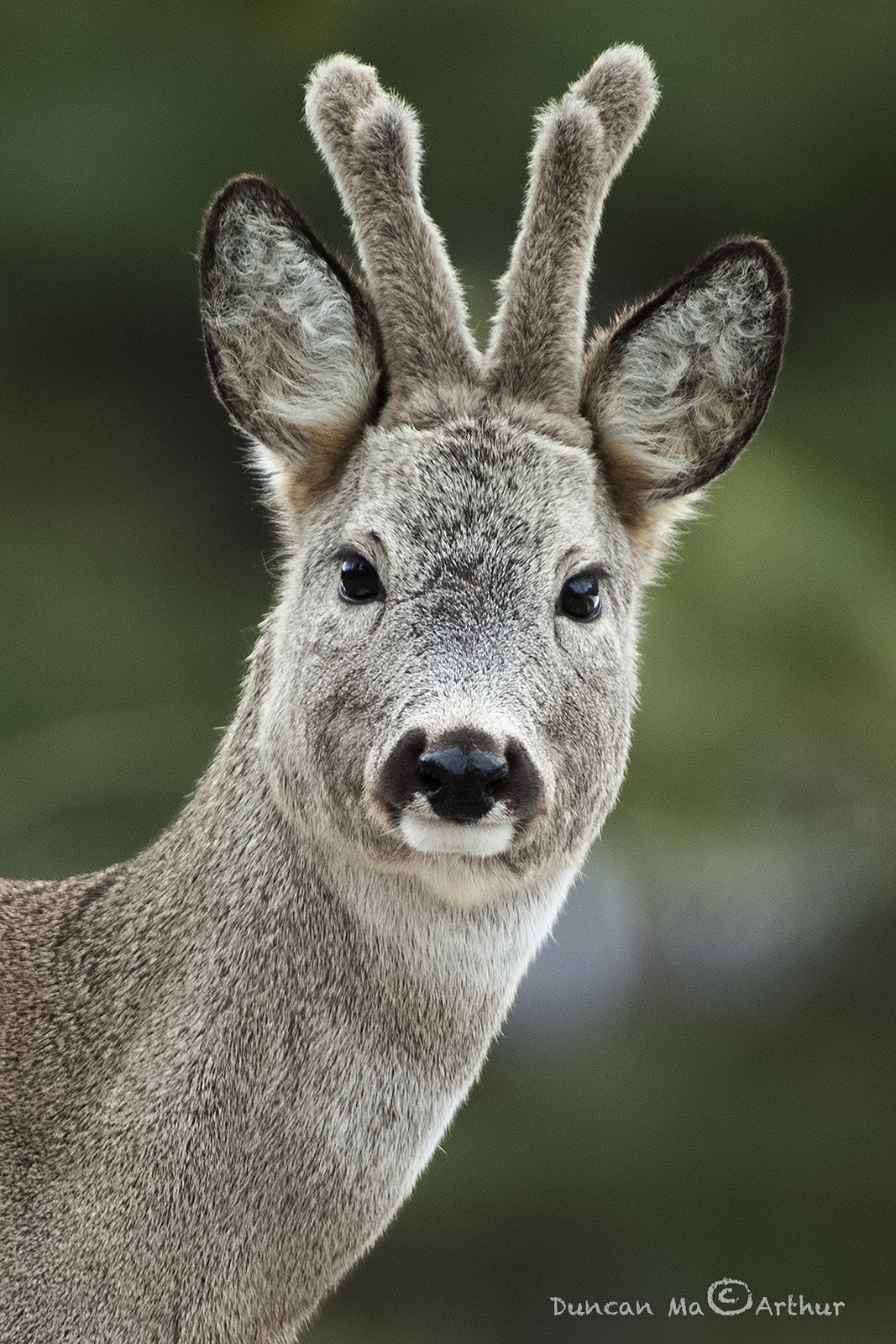 ChevreuilTout doux et si beau avec ses nouveaux bois en velours© Duncan MacArthur