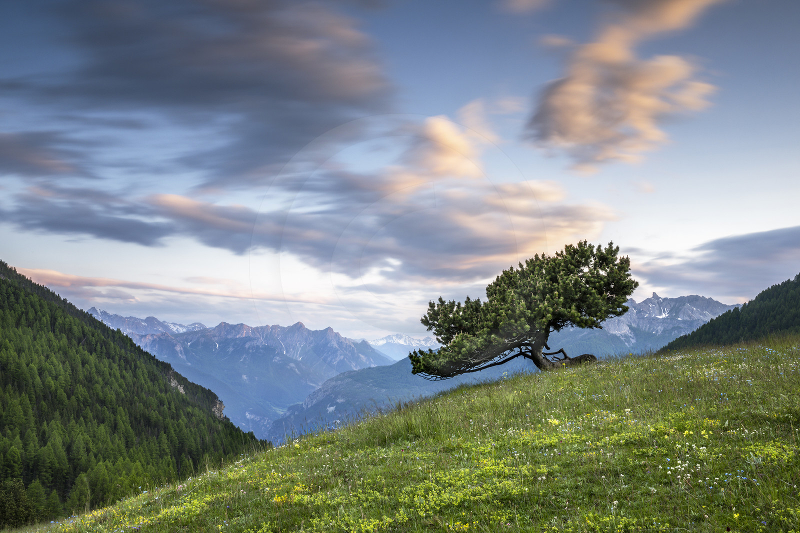 Le solitaire (pin à crochets)© Duncan MacArthur