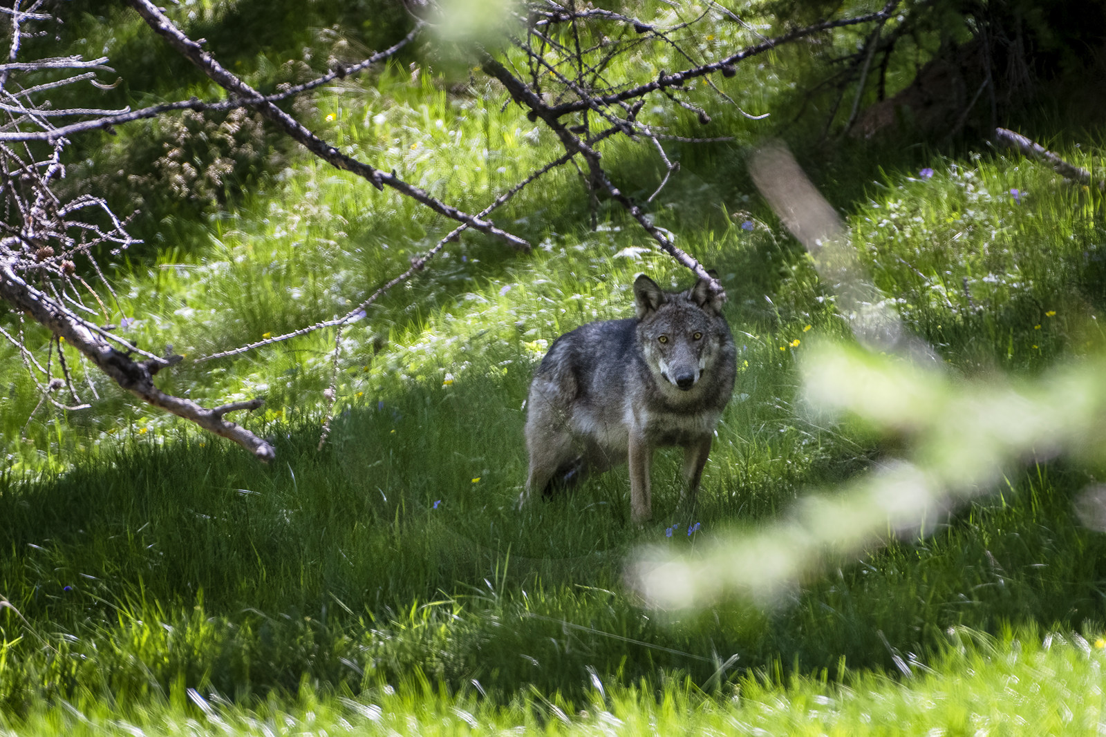 Le loup© Duncan MacArthur