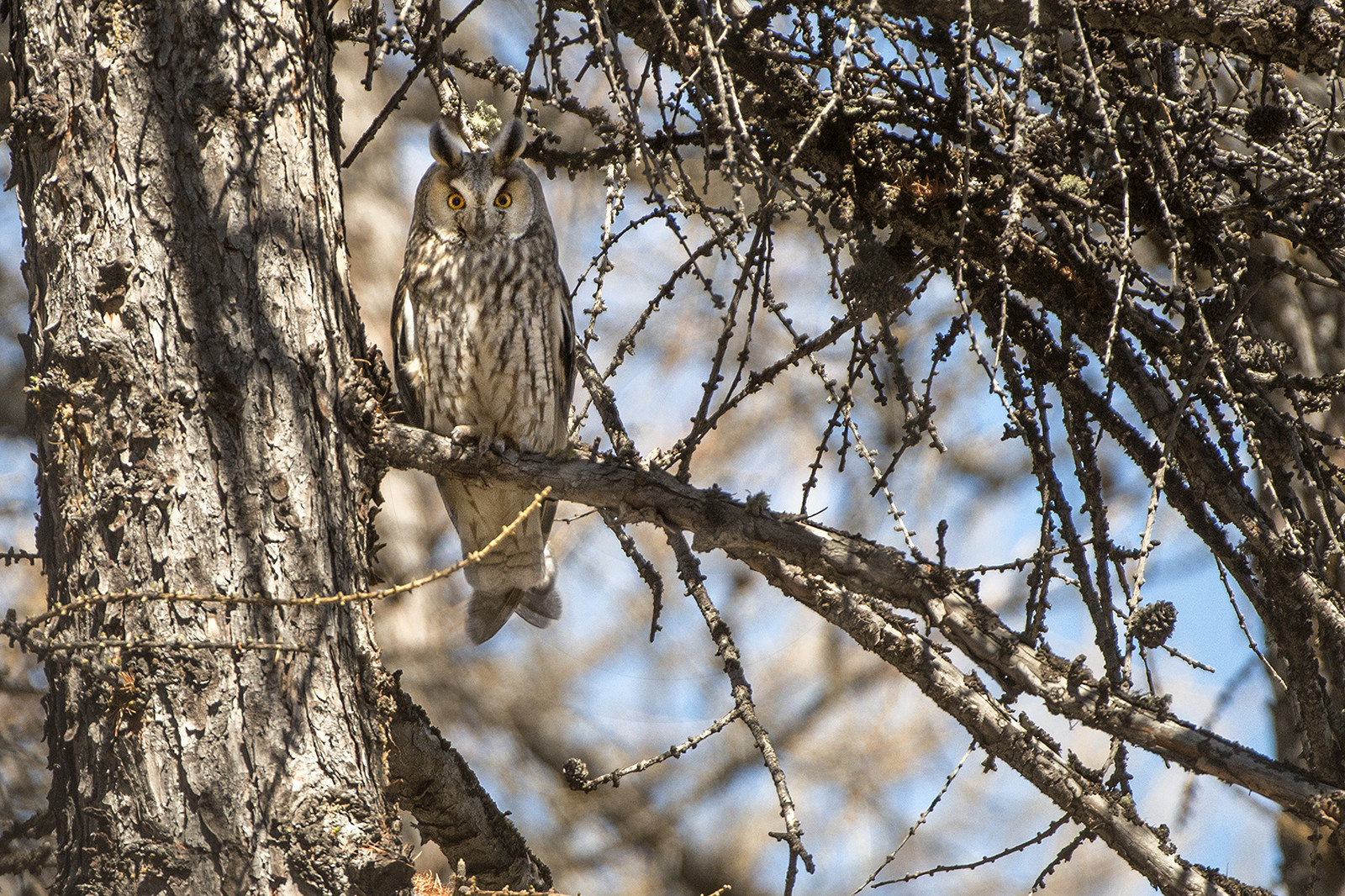 Le hibou moyen duc© Duncan MacArthur