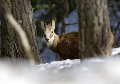 Petit chamois© Duncan MacArthur