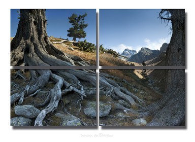 Old roots and mount Viso