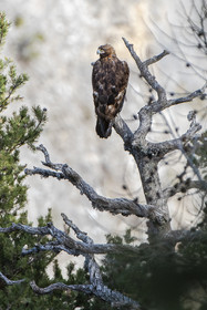 L'aigle royal© Duncan MacArthur