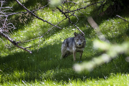 Le loup© Duncan MacArthur