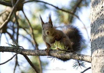 Squirrel