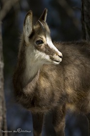 Portrait of a young chamois