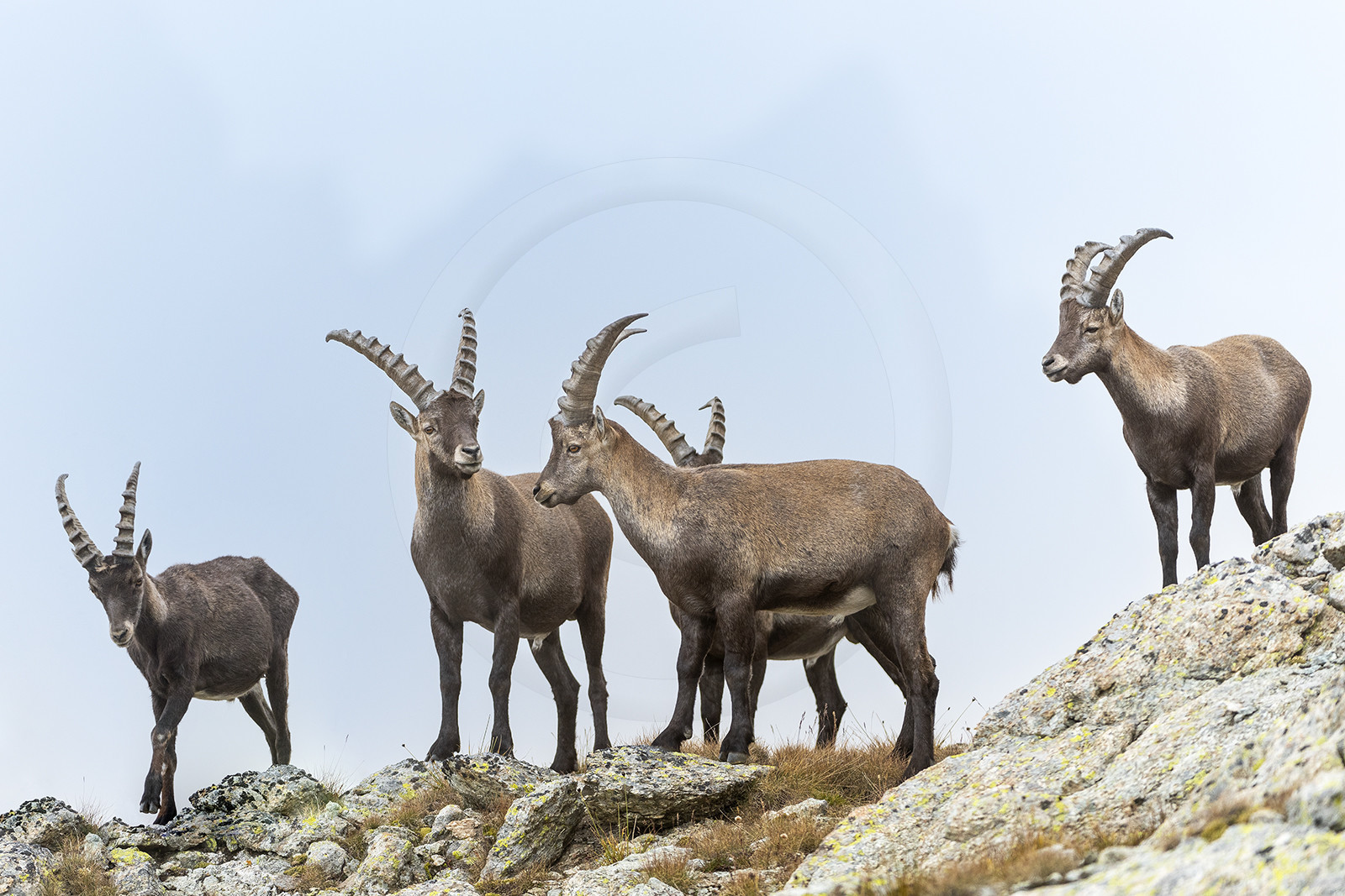 Les bouquetins© Duncan MacArthur