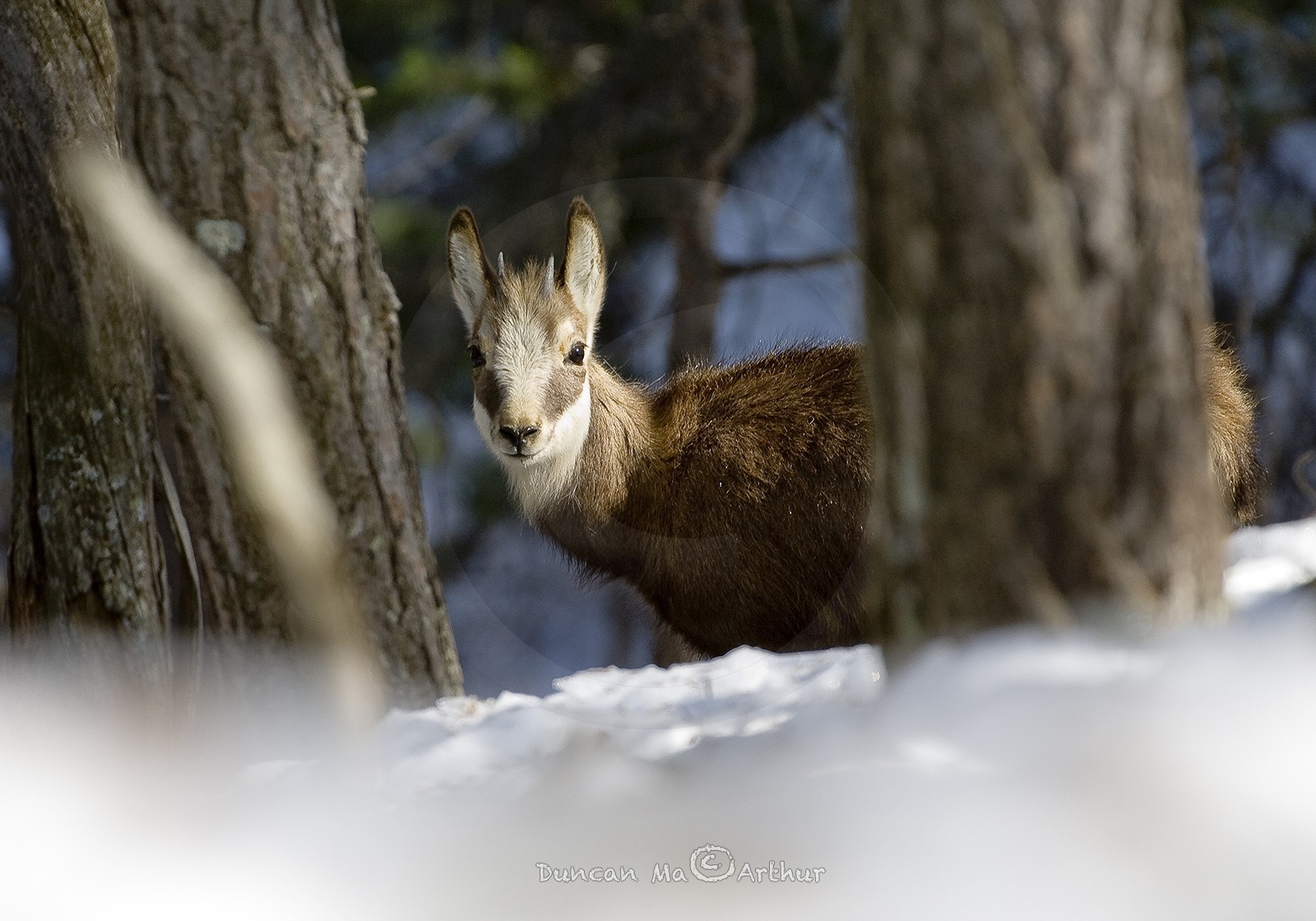 Petit chamois© Duncan MacArthur