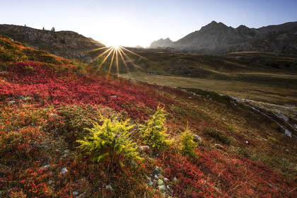 Les myrtilliers© Duncan MacArthur