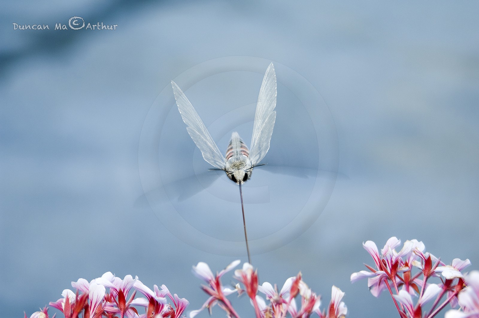 Le moro sphinx© Duncan MacArthur